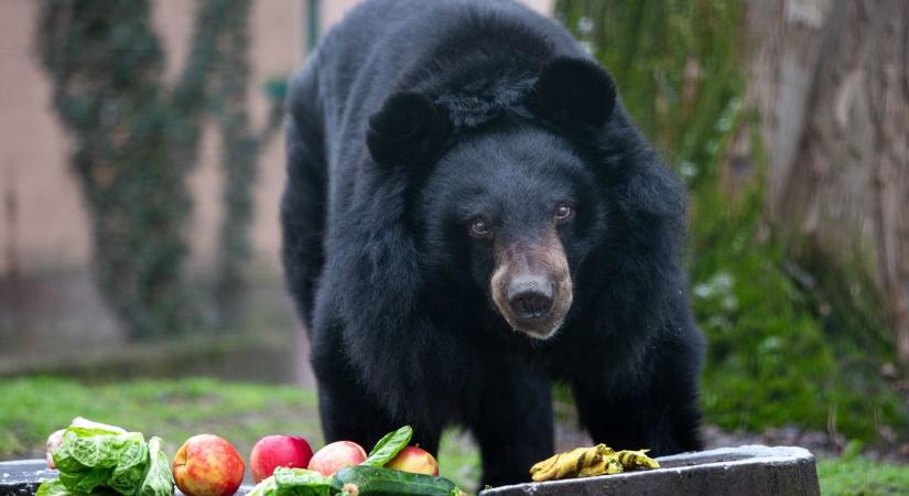 Mikor jön a tavasz? Lucky, a Kecskeméti Vadaskert örvös medvéje megjósolta – fotók, videó