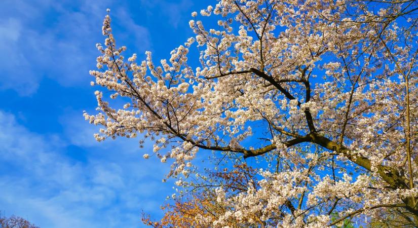 Idén korábban érkezhet a tavasz: ez a ’bizonyíték’ rá