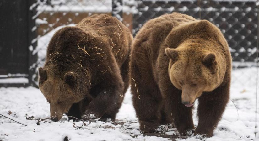 Döntöttek a Szegedi Vadaspark medvéi: kiderült, hosszú lesz-e még a tél – galériával