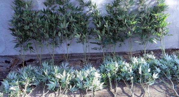 Miskolci hétvégi házban termesztették a drogot