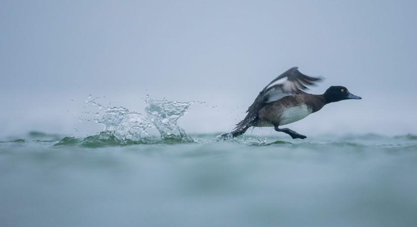 Sokkoló fotót készített a hevesi természetfotós, találgatják, mi történhetett