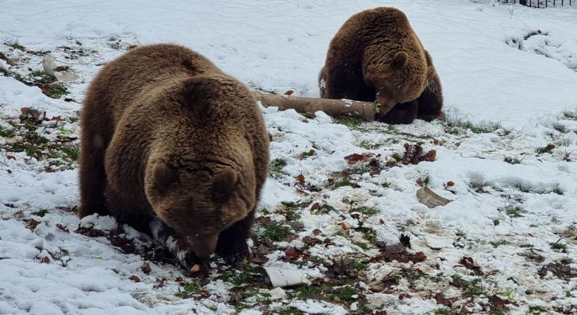 Vége a télnek? Amíg tartott az eleség, kint maradtak a miskolci medvék  fotók  videó