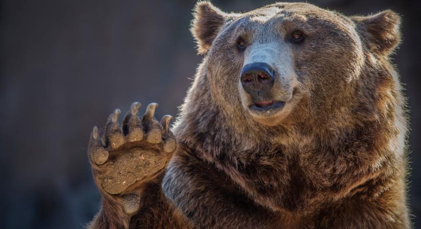 Megvan! Mici és Ursula, a szegedi vadaspark medvéi elárulták: eddig tart idén a tél