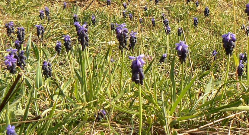 Fürtös gyöngyike, ami az embertől egyenesen a vadonba szökött