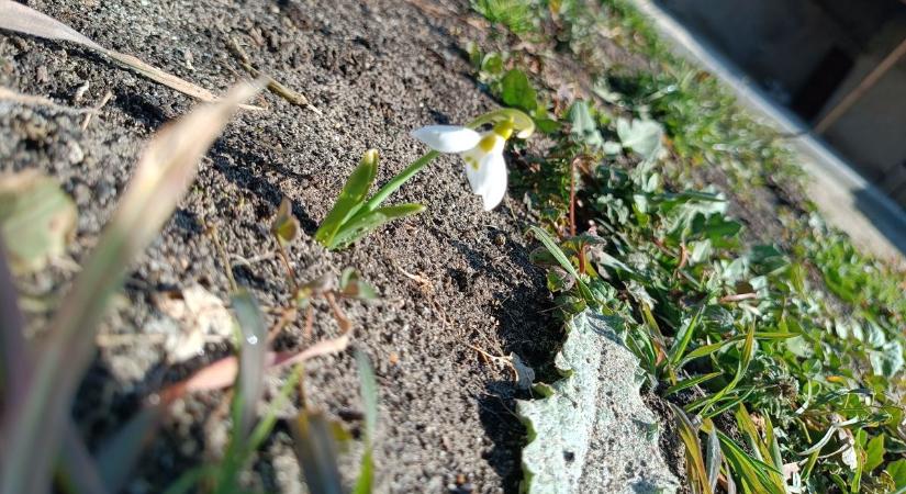 Tilos és büntethető: ekkora bírság jár a hóvirág letépéséért 2026-ban