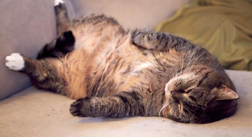 Fogyasztószert kapnak a macskák is: elkezdődött az első klinikai kísérlet