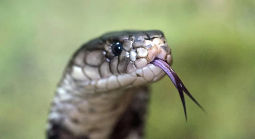 Kígyómarás végzett a tehetségkutató sztárjával — sokkoló részletek derültek ki