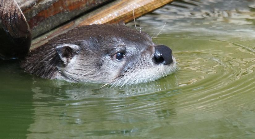 Egy családi ház udvarán kuporgott a riadt vadállat-bébi, nem fogja kitalálni, mi volt az