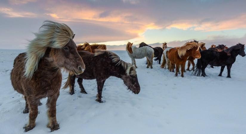 Ettől kell megóvni a lovakat télen