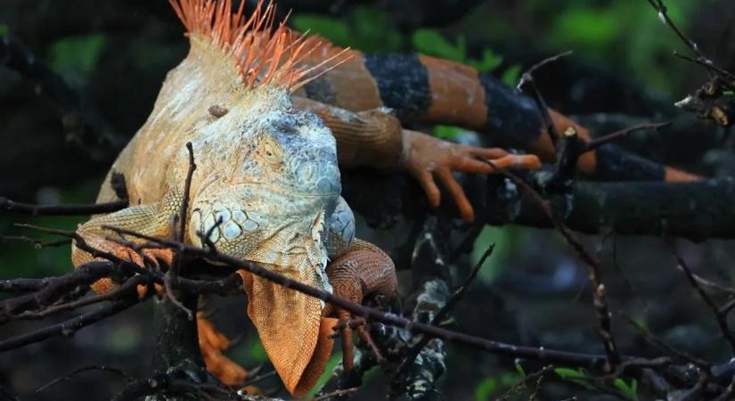 Extrém hideg sújtja Amerikát – leguánok potyogtak az égből