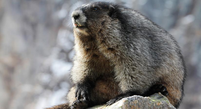 Jósolt Phil, a világ leghíresebb mormotája: eddig marad még velünk a kőkemény tél  videó