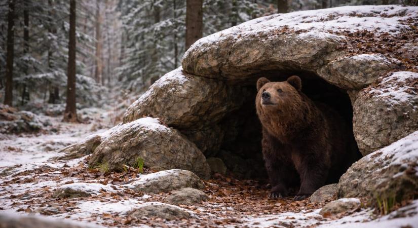Ma derül ki, hogy mikor jön a tavasz és meglátja-e a medve az árnyékát