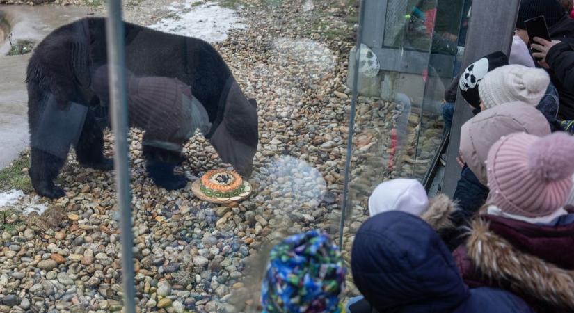 Medveles a Veszprémi Állatkertben: kiderült, meddig tart a tél (galériavideó)