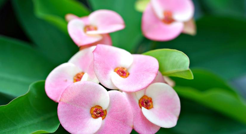 Ez a szobanövény rákkeltő, bárki nappalijában ott lehet