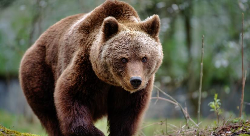 Megvan, meddig tarthat még a tél: itt a friss előrejelzés