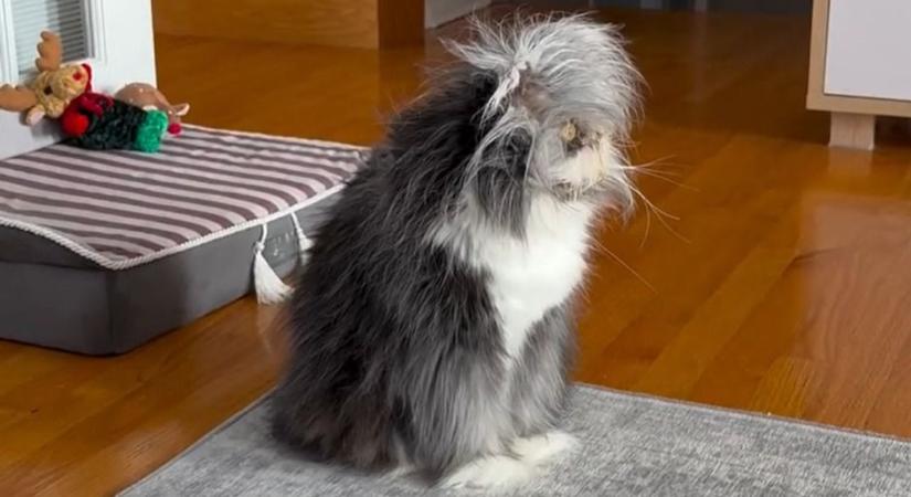 Hihetetlenül aranyos: videón egy vérfarkas-szindrómás perzsa cica