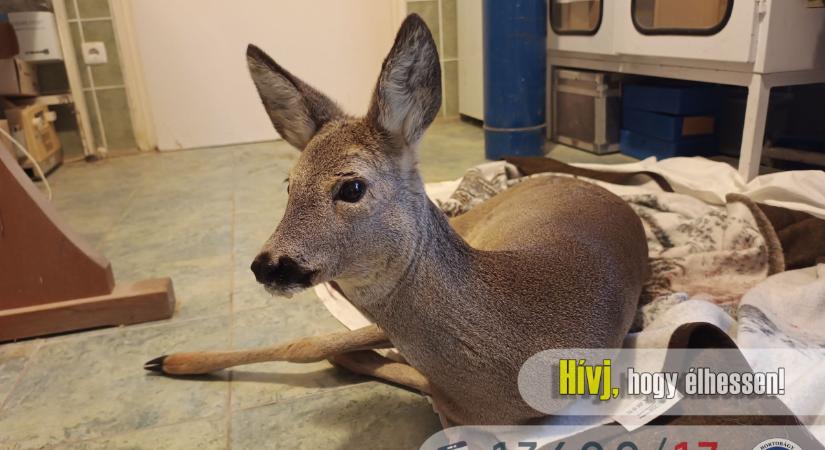 Videó: nem hagyták sorsára az elgázolt őzet Berettyóújfalunál