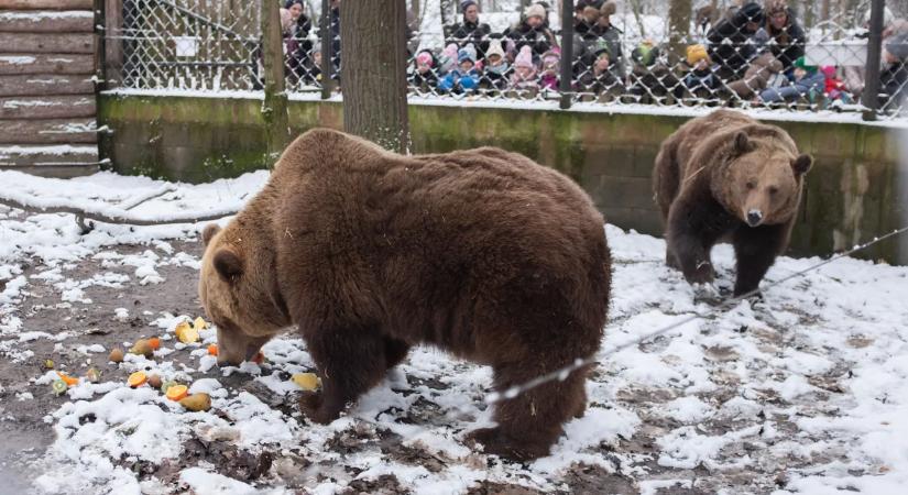 Mikor lesz tavasz? Döntöttek a Szegedi Vadaspark medvéi