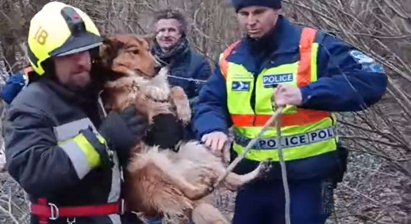 Jegecskének keresztelték el a zajló Tisza jegéről kimentett kutyát