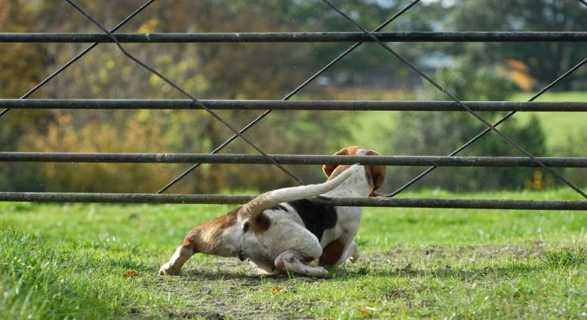 Leesik az állad, ha megtudod, mennyibe kerülhet, ha elszökik a kutyád