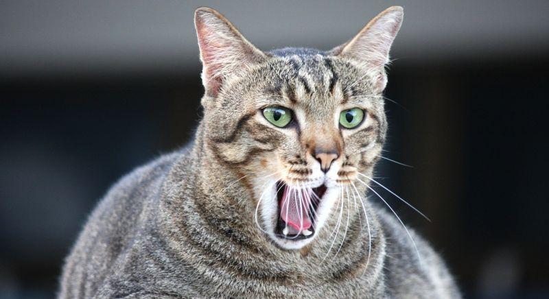 Fogyasztószert kaphatnak a kövér kutyák és cicák