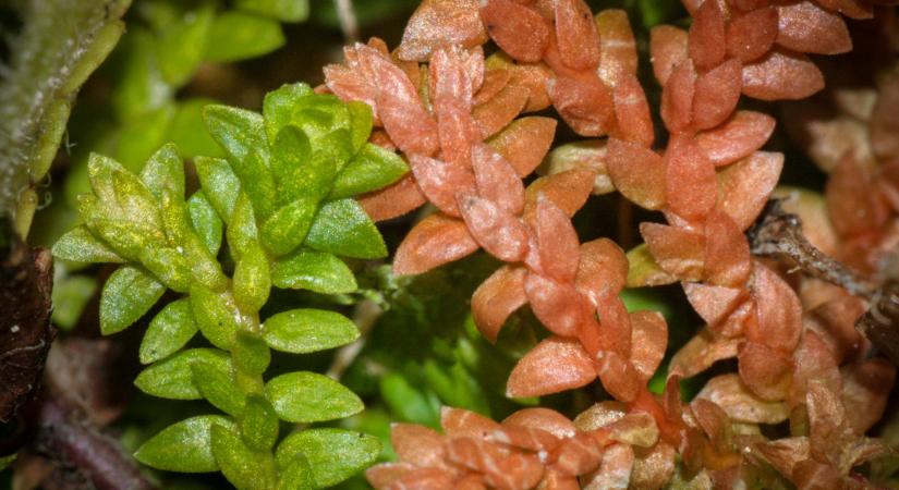 Védett növények: a hegyi csipkeharaszt