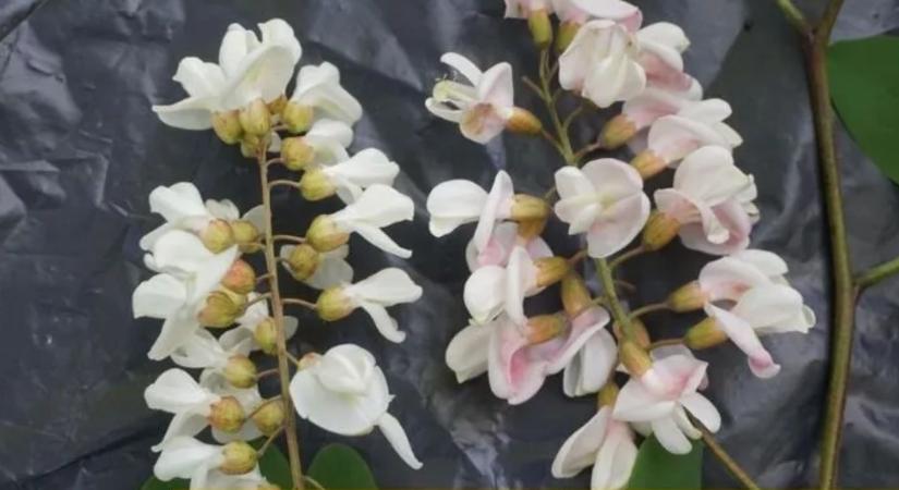 Most dől el az akácméz jövője? A méhészek nem vártak tovább