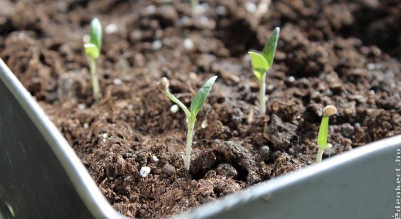 Mégis mikor kezdjük a magvetést? Eláruljuk a paradicsom és paprika titkát!