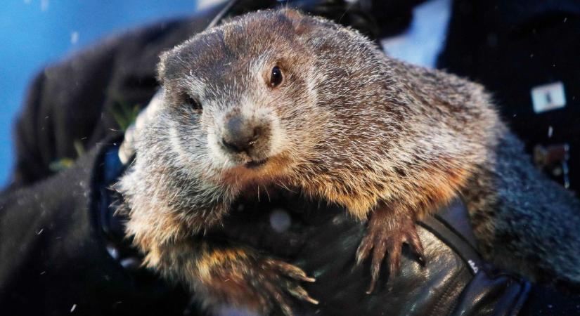Meddig tart még a tél? Punxsutawney Phil idén is megjósolta