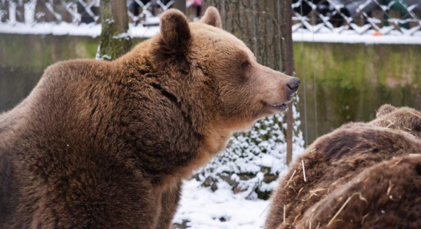 Medveárnyék-figyelés a Szegedi Vadasparkban