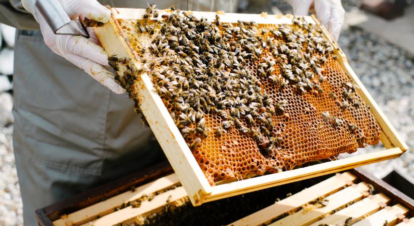 Több száz milliót kapnak a magyar méhészek: erre költhetik a pénzt