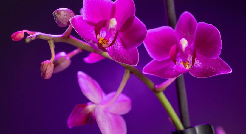 Az orchidea gondozásánál erre kell figyelni télen