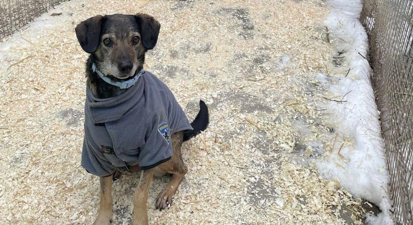 Állami támogatással bővítené mentőmunkáját a bajai állatvédő közösség – fotók, videó