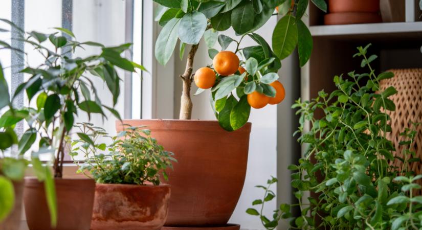 5 cserepes növény, mely illatossá és otthonossá teszi a nappalit