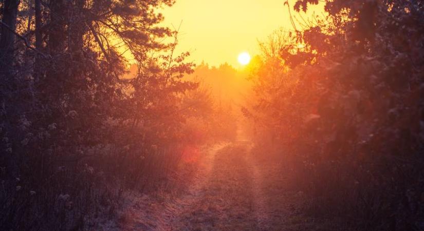 Veszélyes kártevő terjed: egyetlen egyede is pusztító láncreakciót okozhat