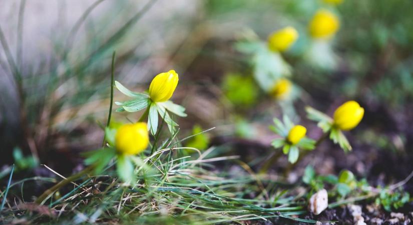 Mikor jön a tavasz? - medvét lestünk, szakértőt kérdeztünk