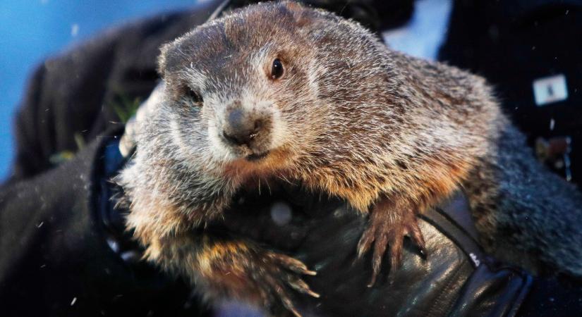 Előbújt Phil, a világ leghíresebb mormotája, és most bosszankodhat Amerika