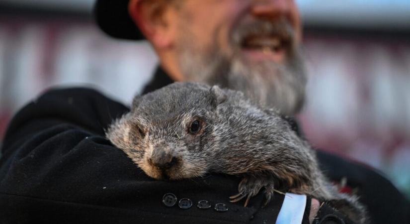 Meglátta az árnyékát a híres mormota Pennyslvaniában: még hat hétig marad a tél