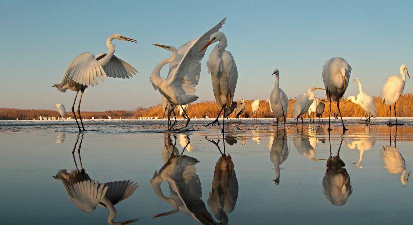 Ünnepeljük a vizes élőhelyek világnapját, amíg még van mit ünnepelni