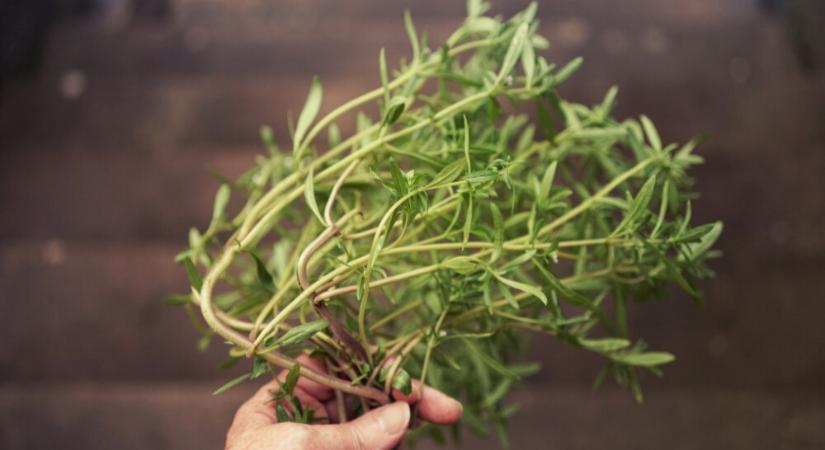 Kakukkfű vagy borsikafű: melyik gyógynövényt látod a képen? Teszteld tudásodat!