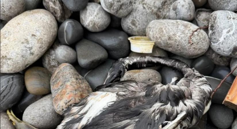 Jelentős olajfoltot és elpusztult madarakat regisztráltak a Krím félsziget déli partjainál