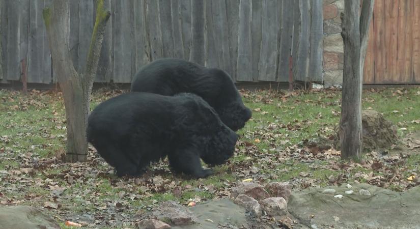 Az örvös medvék szerint már közel a tavasz