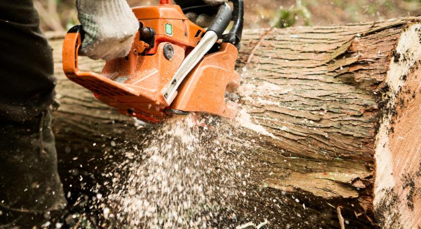 Füstbement magyar erdők: veszélyben az élővilág, védett területeken zúgnak a láncfűrészek  Videó