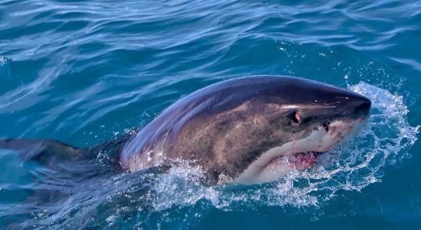 Elképesztő méretű fehér cápa bukkant fel – hatalmas utat tett meg