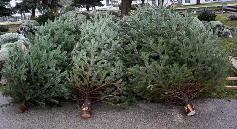 Kicsit megcsúszva, most gyűjtik be a fenyőket Mosonmagyaróváron