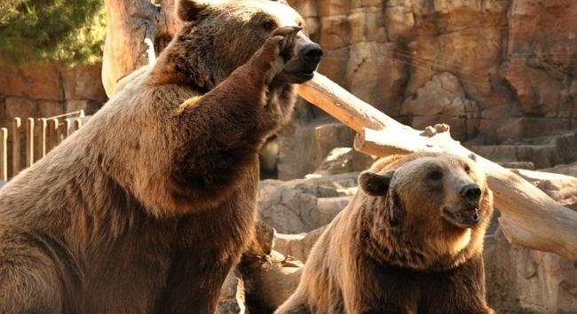 Február 2. - A szegedi medvék megjósolták, meddig tart a tél