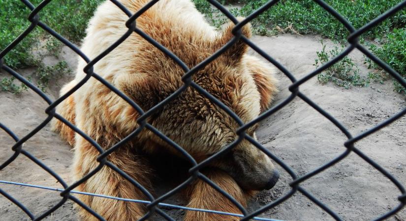 Te tudod milyen fontos nap van ma? A medve megmondja