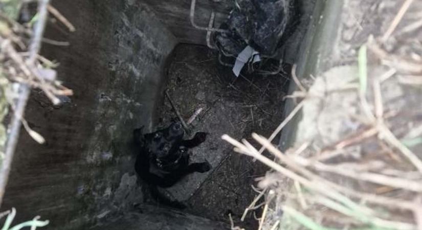 Mozgalmas hétvége a tűzoltóknál: két bajbajutott állathoz is riasztották az egységeket