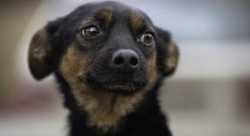 Így szelídíti meg a kidobott kutyust az állatorvos: könnyekbe lábad a szemed, ha megnézed a videóját