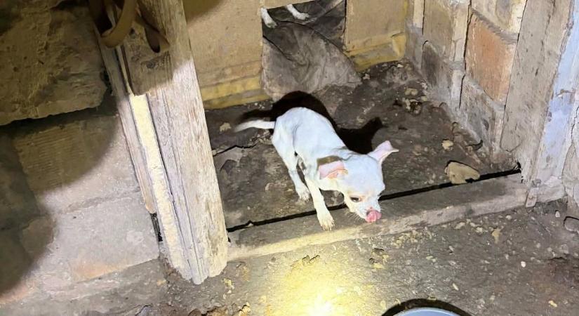 Újabb sokkoló eset: 4 kutyát sikerült élve kimenteni a perkátai horror telepről (fotók, videó)